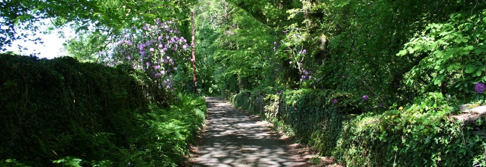 Country lane dappled with sunlight in Cilybebyll